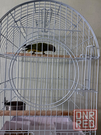 Продам попугая Донецк - изображение 1