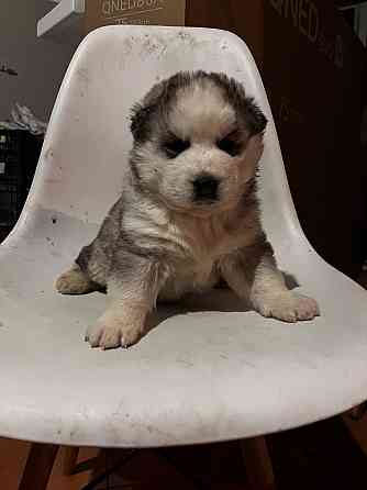 Щенки хаски Макеевка