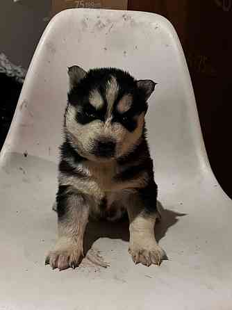 Щенки хаски Макеевка