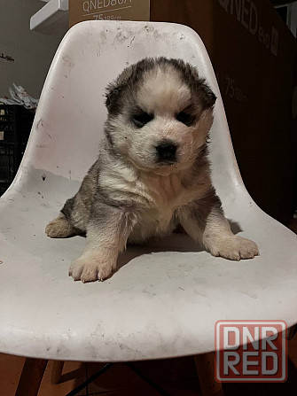 Щенки хаски Макеевка - изображение 1