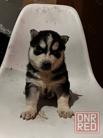 Щенки хаски Макеевка - изображение 2