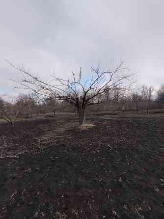 Обрезка плодовых деревьев, сада кустарников винограда Донецк