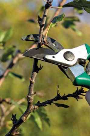 Обрезка плодовых деревьев, сада кустарников винограда Донецк