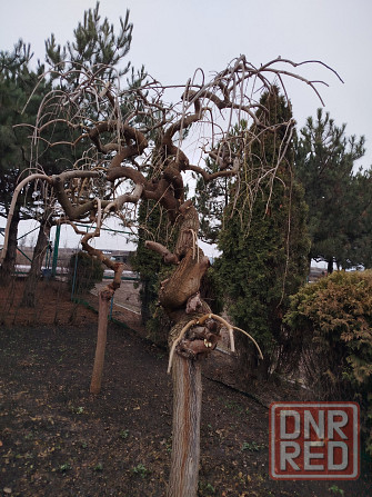 Обрезка плодовых деревьев, сада кустарников винограда Донецк - изображение 5