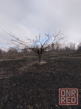 Обрезка плодовых деревьев, сада кустарников винограда Донецк - изображение 6