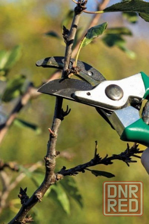 Обрезка плодовых деревьев, сада кустарников винограда Донецк - изображение 1