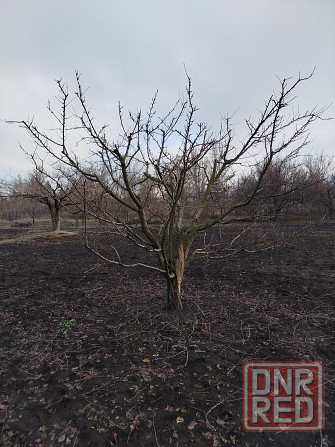 Обрезка плодовых деревьев, сада кустарников винограда Донецк - изображение 7