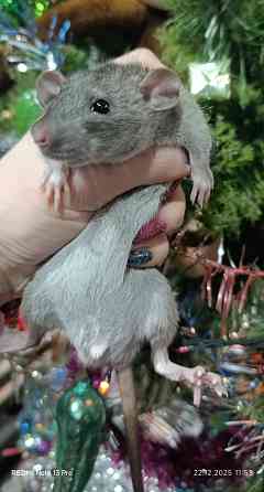 Дамбо мальчик Макеевка