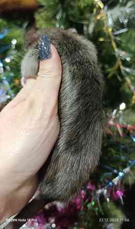 Дамбо мальчик Макеевка