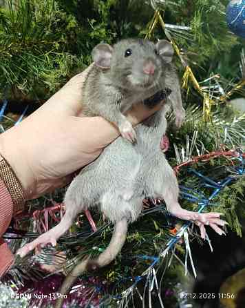 Дамбо мальчик Макеевка