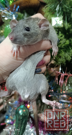 Дамбо мальчик Макеевка - изображение 3