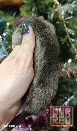 Дамбо мальчик Макеевка - изображение 2