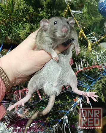 Дамбо мальчик Макеевка - изображение 1