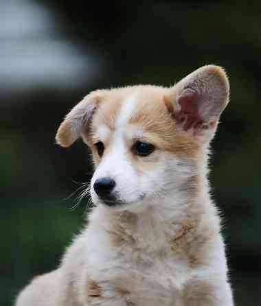 Щенок вельш корги пемброк питомник TelmanHaus Мариуполь