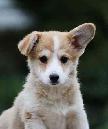 Щенок вельш корги пемброк питомник TelmanHaus Мариуполь