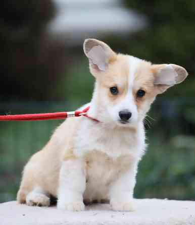 Щенок вельш корги пемброк питомник TelmanHaus Мариуполь