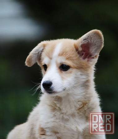 Щенок вельш корги пемброк питомник TelmanHaus Мариуполь - изображение 2