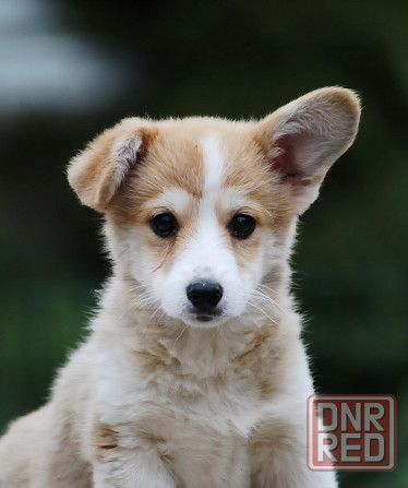 Щенок вельш корги пемброк питомник TelmanHaus Мариуполь - изображение 1