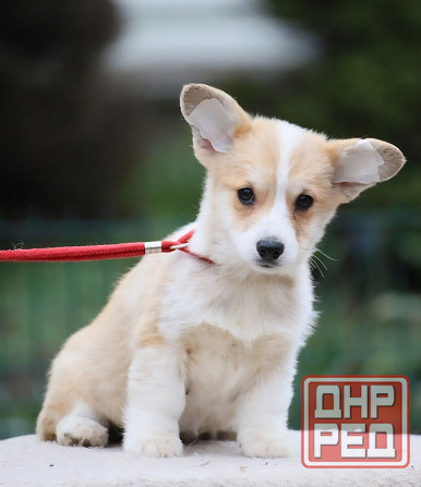 Щенок вельш корги пемброк питомник TelmanHaus Мариуполь - изображение 1