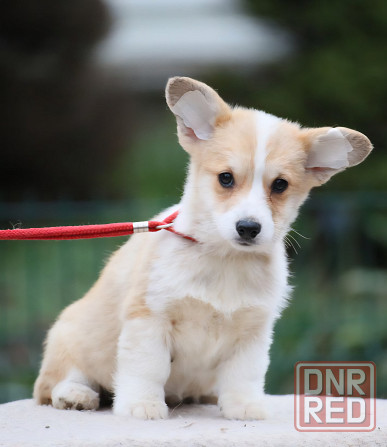 Щенок вельш корги пемброк питомник TelmanHaus Мариуполь - изображение 3