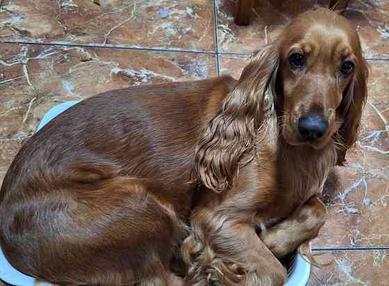 щенки кокер спаниель Донецк