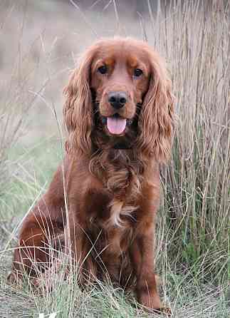 щенки кокер спаниель Донецк