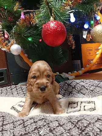 щенки кокер спаниель Донецк