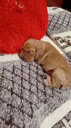 щенки кокер спаниель Донецк