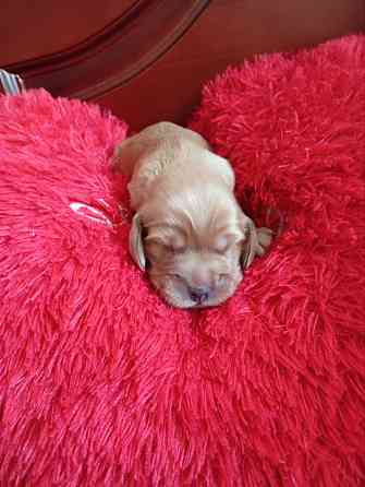 щенки кокер спаниель Донецк