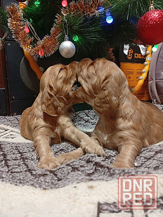 щенки кокер спаниель Донецк - изображение 7