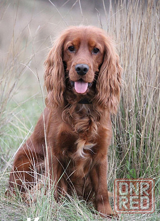 щенки кокер спаниель Донецк - изображение 3