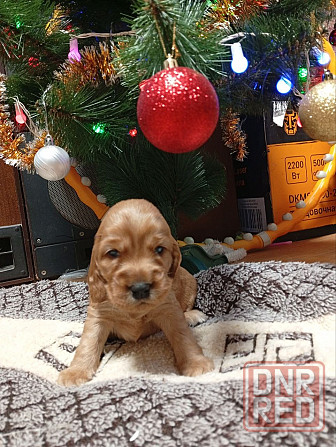 щенки кокер спаниель Донецк - изображение 1