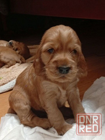 щенки кокер спаниель Донецк - изображение 8