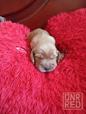 щенки кокер спаниель Донецк - изображение 4