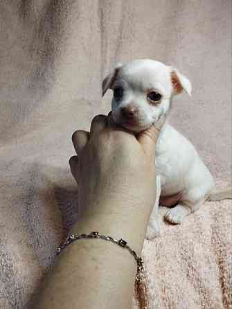 Щенки чихуахуа Донецк