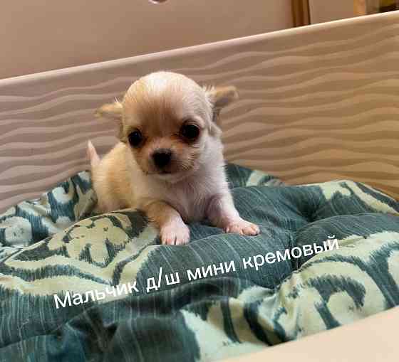 Щенки чихуахуа Донецк