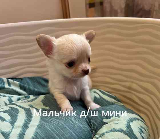 Щенки чихуахуа Донецк
