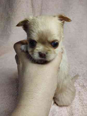 Щенки чихуахуа Донецк