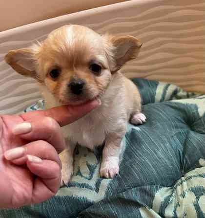 Щенки чихуахуа Донецк