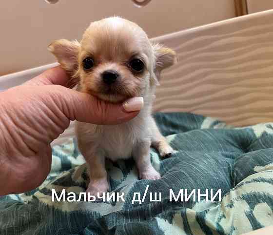 Щенки чихуахуа Донецк