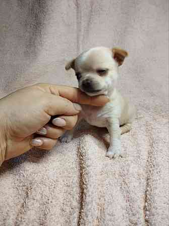 Щенки чихуахуа Донецк