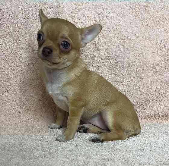 Девочка чихуахуа гладик Донецк