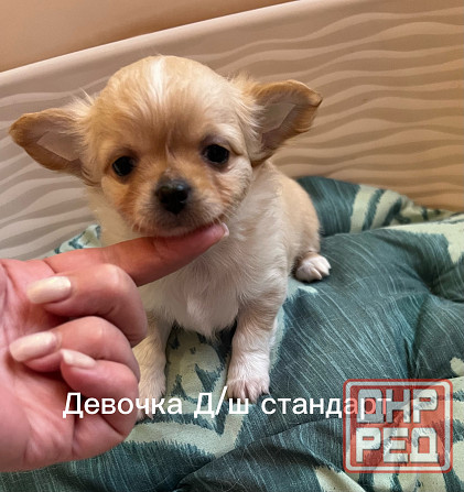 Щенки чихуахуа Донецк - изображение 6