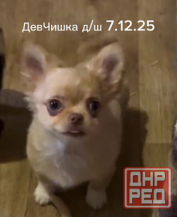 Щенки чихуахуа Донецк - изображение 7