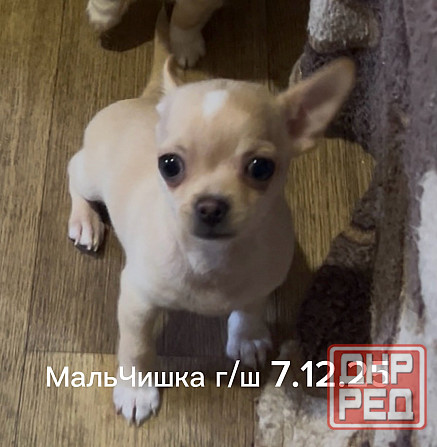 Щенки чихуахуа Донецк - изображение 1