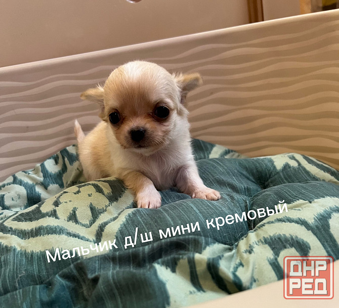 Щенки чихуахуа Донецк - изображение 5