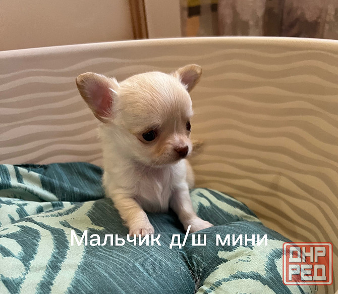 Щенки чихуахуа Донецк - изображение 3