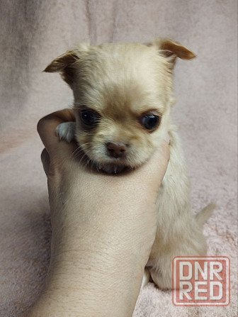 Щенки чихуахуа Донецк - изображение 1