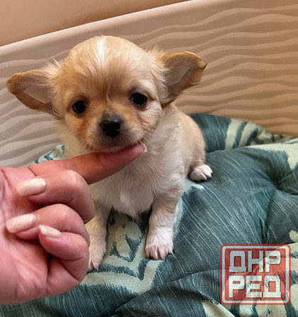 Щенки чихуахуа Донецк - изображение 2