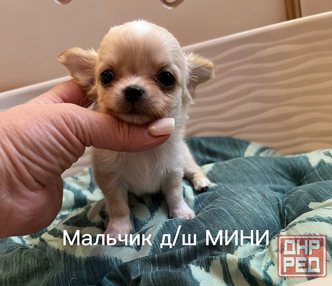 Щенки чихуахуа Донецк - изображение 4